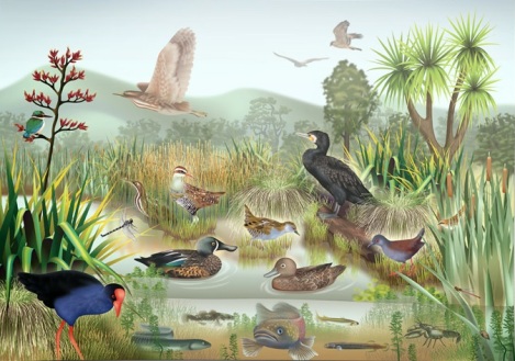 wetland-wildlife cropped